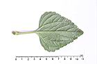 紫花藿香薊-葉背01.JPG