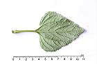 紫花藿香薊-葉背02.JPG