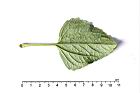 紫花藿香薊-葉背03.JPG