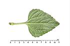紫花藿香薊-葉背04.JPG