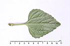 紫花藿香薊-葉背05.JPG
