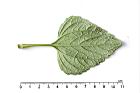 紫花藿香薊-葉背06.JPG