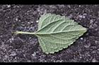紫花藿香薊-葉背07.jpg
