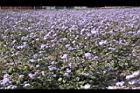 紫花藿香薊09.jpg