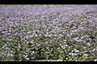紫花藿香薊10.jpg