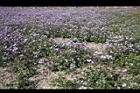 紫花藿香薊15.jpg