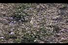 紫花藿香薊19.jpg
