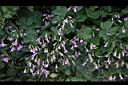 紫花酢漿草-睡眠02.JPG