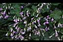 紫花酢漿草-睡眠11.JPG