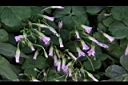 紫花酢漿草-睡眠18.JPG