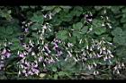 紫花酢漿草-睡眠00.JPG