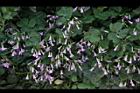 紫花酢漿草-睡眠03.JPG