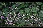 紫花酢漿草-睡眠04.JPG