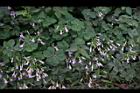 紫花酢漿草-睡眠05.JPG