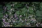 紫花酢漿草-睡眠07.JPG