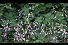 紫花酢漿草-睡眠09.JPG