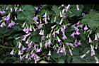 紫花酢漿草-睡眠12.JPG