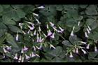 紫花酢漿草-睡眠13.JPG