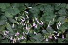紫花酢漿草-睡眠16.JPG