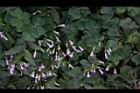 紫花酢漿草-睡眠17.JPG