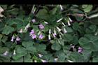 紫花酢漿草-睡眠20.JPG