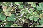 紫花酢漿草-睡眠23.JPG