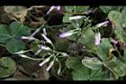紫花酢漿草-睡眠26.JPG