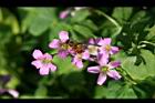 紫花酢漿草-花04.jpg
