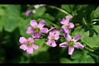 紫花酢漿草-花05.jpg
