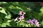 紫花酢漿草03.jpg