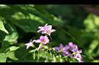 紫花酢漿草06.jpg