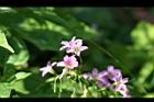 紫花酢漿草07.jpg
