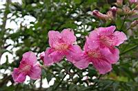 紫芸藤-花07.jpg