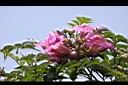 紫芸藤-花04.JPG