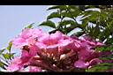 紫芸藤-花24.JPG