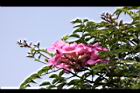 紫芸藤-花01.JPG