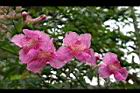 紫芸藤-花12.jpg