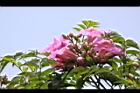 紫芸藤-花05.JPG