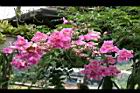 紫芸藤-花06.jpg