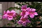 紫芸藤-花17.JPG