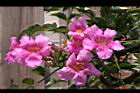紫芸藤-花18.JPG