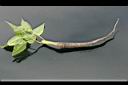 紫茉莉-全株1.jpg