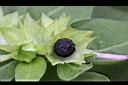 紫茉莉-實03.jpg
