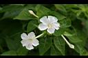 紫茉莉-白花0.jpg