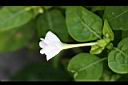 紫茉莉-白花1.jpg