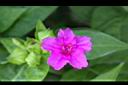 紫茉莉-花.jpg