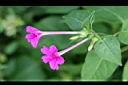 紫茉莉-花00.jpg