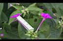 紫茉莉-花11.jpg