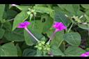 紫茉莉-花12.jpg