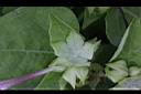 紫茉莉-花萼正.jpg